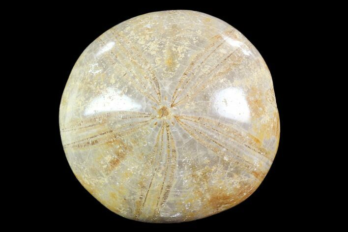 Polished Fossil Sand Dollar (Mepygurus) - Jurassic #88430